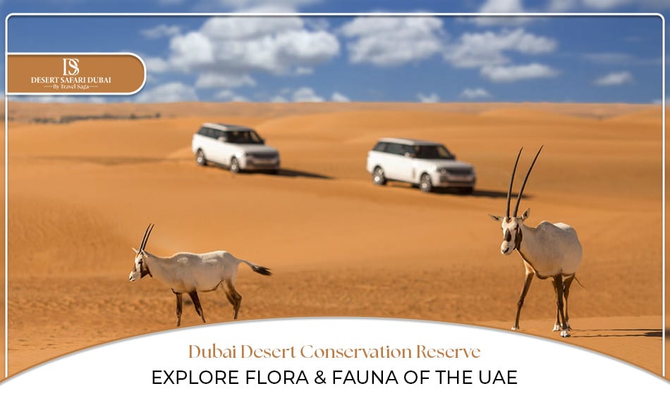 Dubai Desert Conservation Reserve Blog Banner By Desert Safari in Dubai